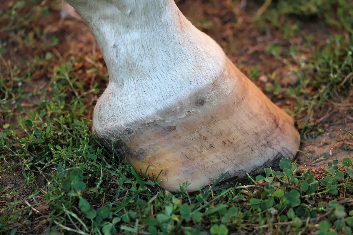Schéma d'une coupe de sabot montrant un abcès sous la corne