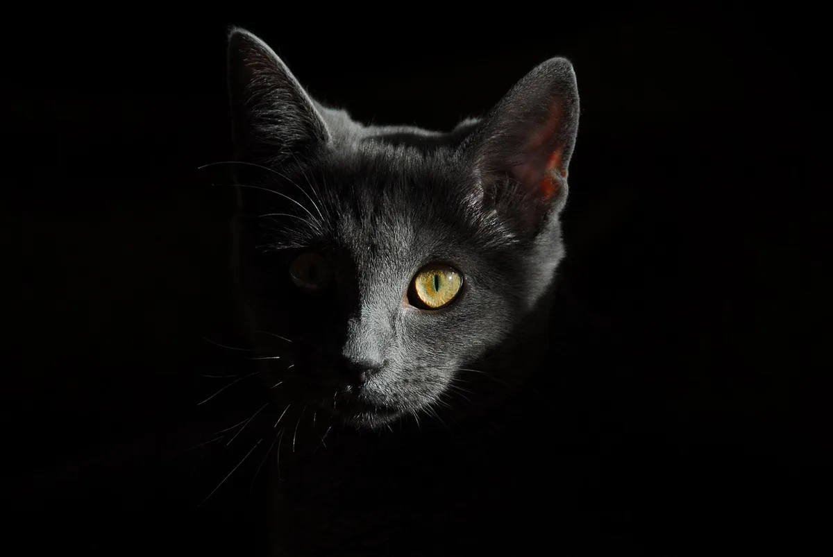 Vétérinaire examinant le pelage d’un chat sur une table d'examen