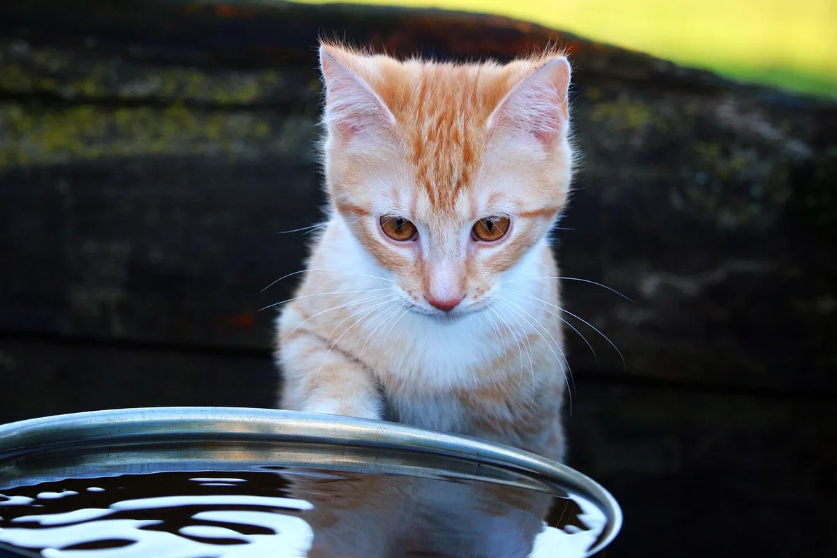 Gamelle d'eau propre et accessible pour un chat à la maison