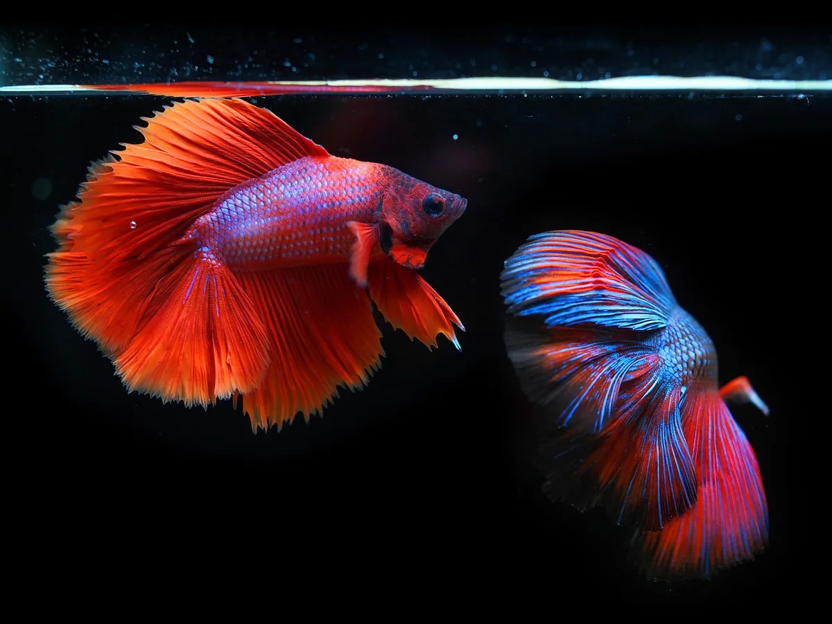 Main anonyme fixant une Anubias sur une racine avec un fil de pêche