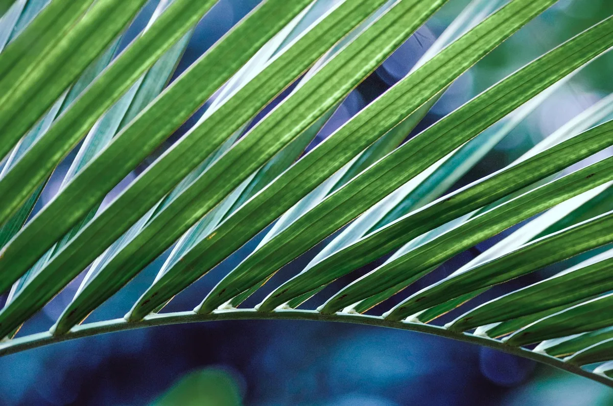 Plantes flottantes à la surface d'un aquarium avec racines pendantes et eau claire