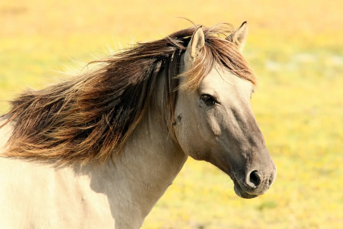Cheval attentif en balade sur un sentier champêtre