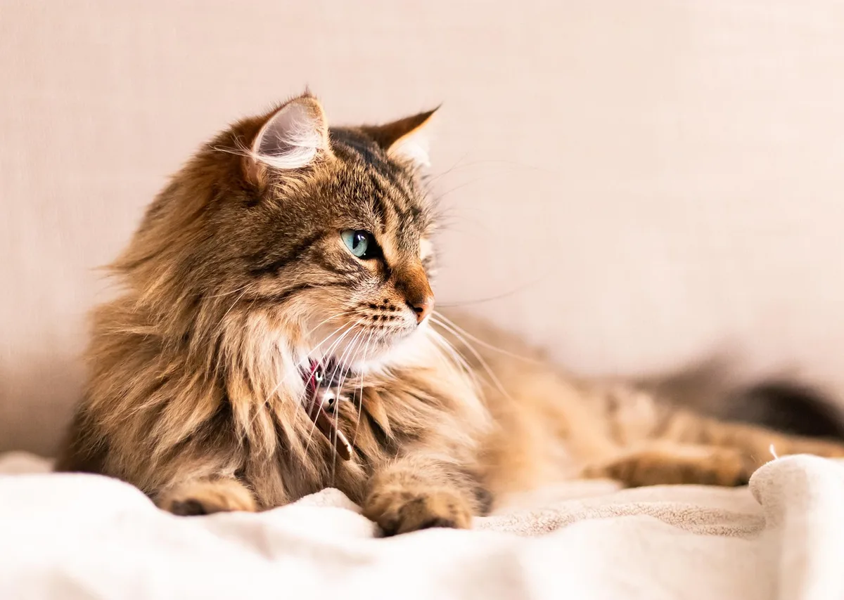 Mains ajustant un collier de chat près d'un mètre et d'une médaille, intérieur en plein jour