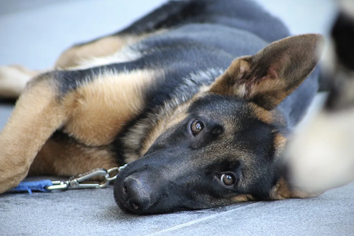 Chien recevant une friandise après un bon comportement