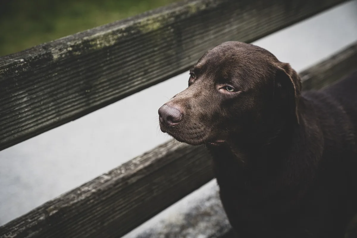 Chien rencontrant un autre chien de façon contrôlée dans un parc