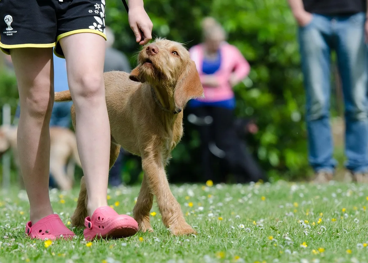 Chien revenant à son propriétaire dans un jardin clos lors d'un exercice de rappel