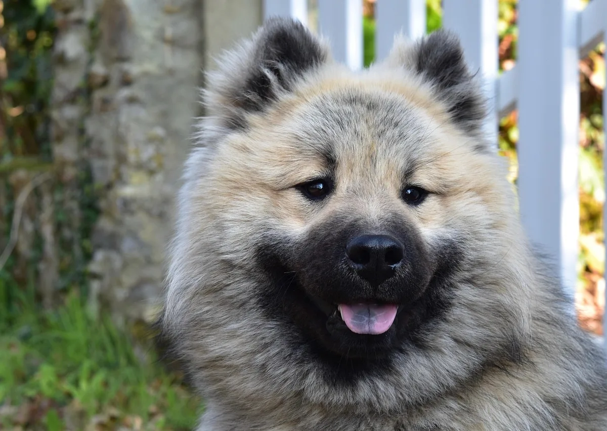 Chien montrant des signaux d'avertissement avec posture tendue dans un parc en journée