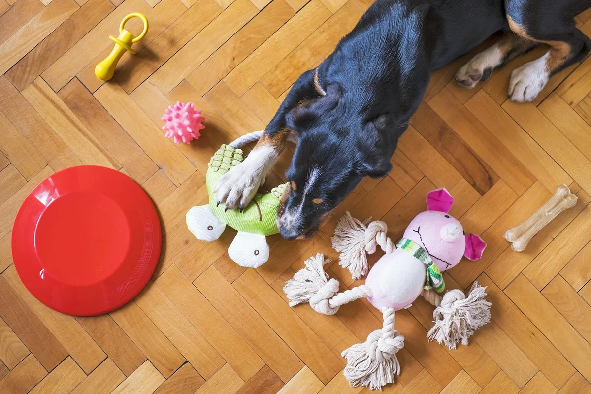 Chien manipule un jeu d'intelligence à la maison