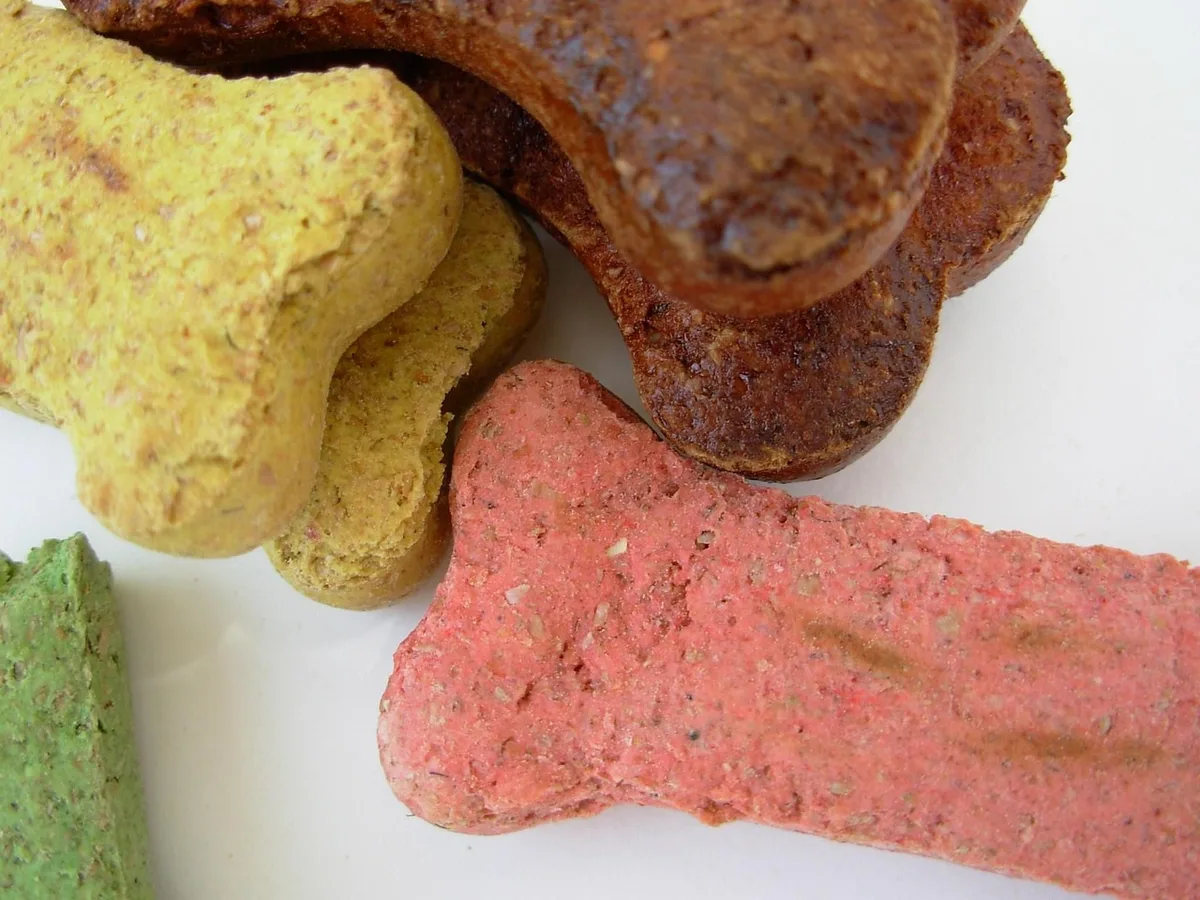 Chiot avec un jouet à garnir de friandises