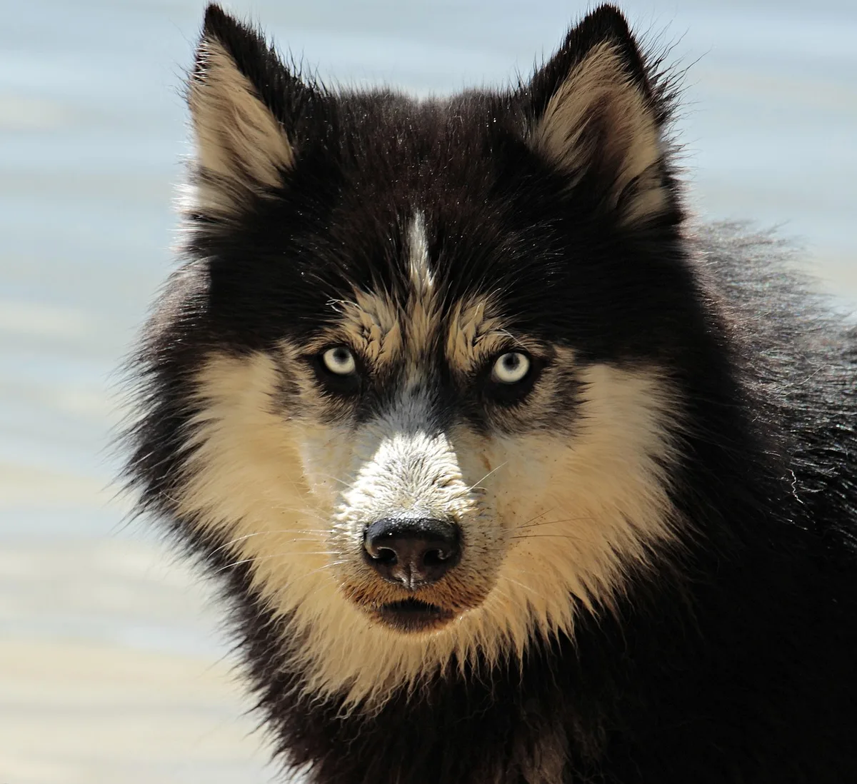 Chien se frottant l'œil avec sécrétions et conjonctive rouge