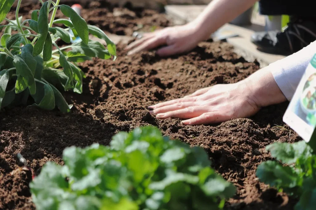 Jardin potager en plein jour, mains gantées travaillant près d'une plate-bande