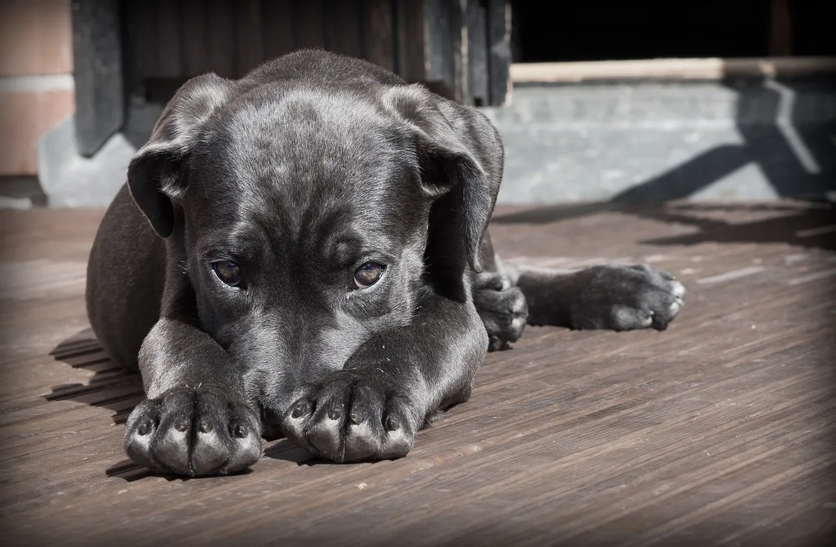 Propriétaire notant des observations à côté d'un chiot
