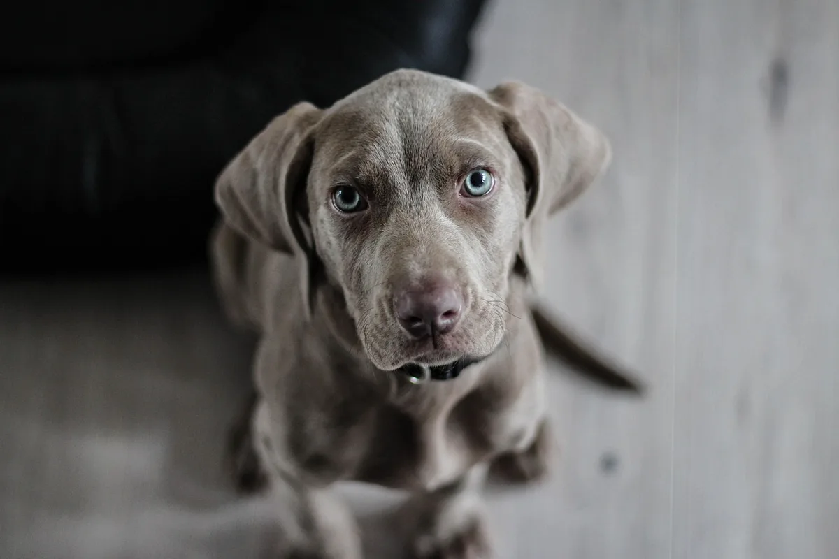 Chien détournant le regard pour désamorcer une tension