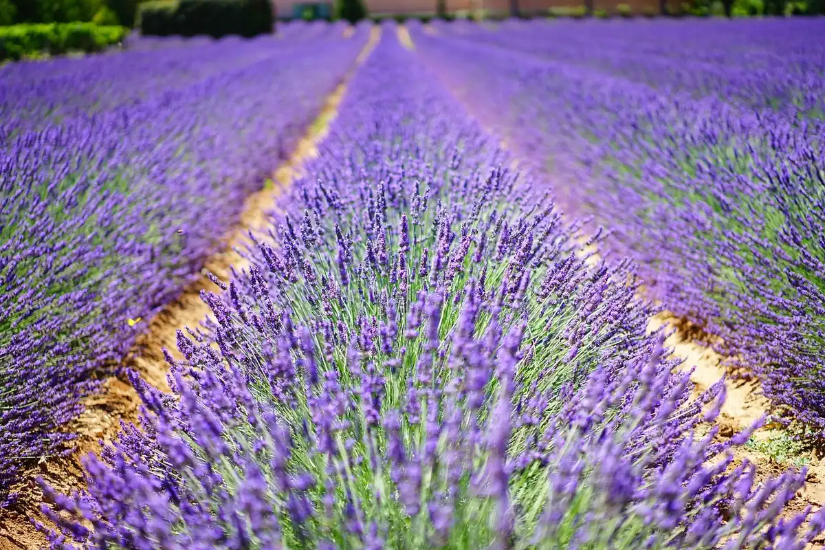 Bande d'aromatiques (menthe, lavande) en bordure d'un potager en journée