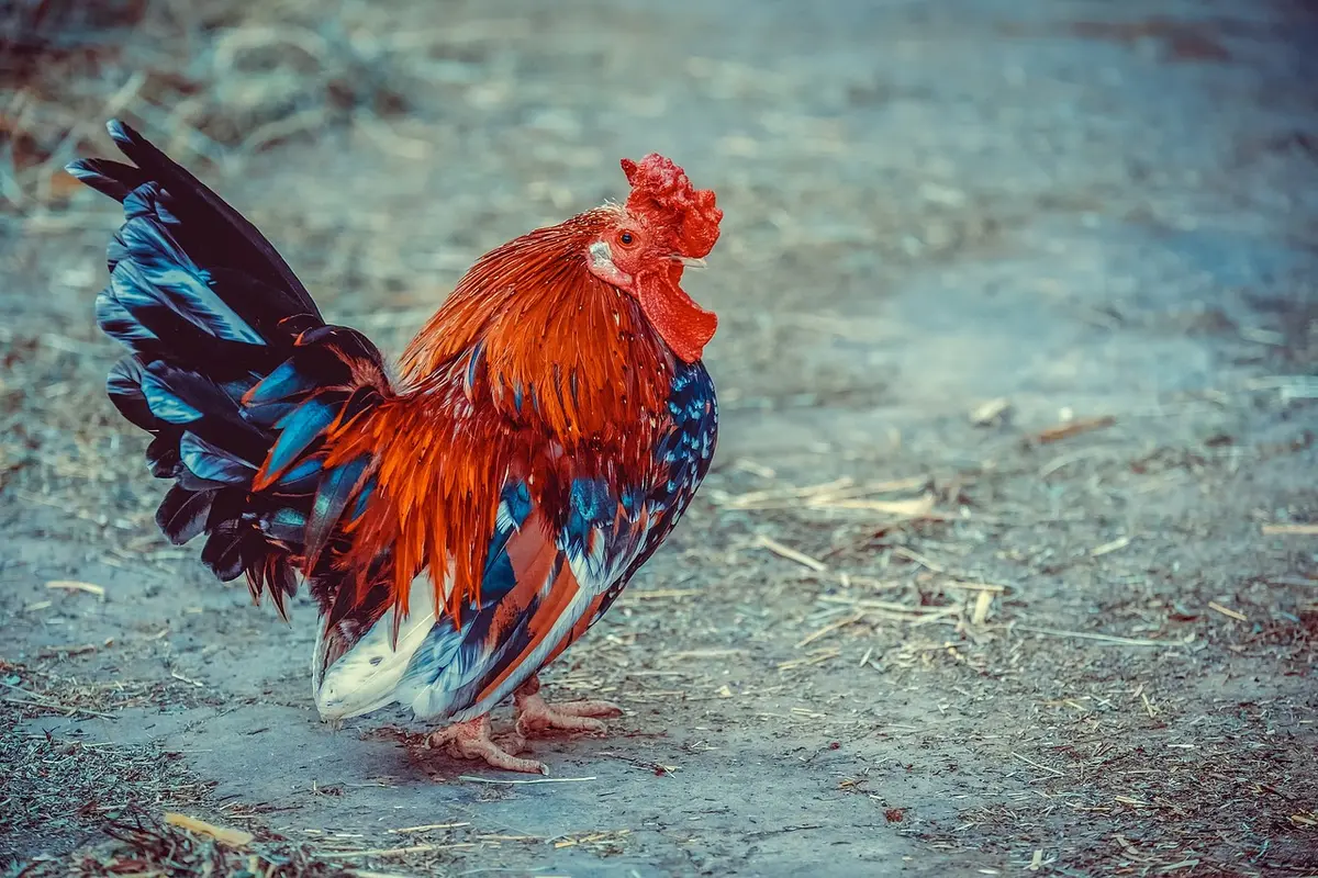 Producteur vérifiant une carte des risques sur une table de ferme