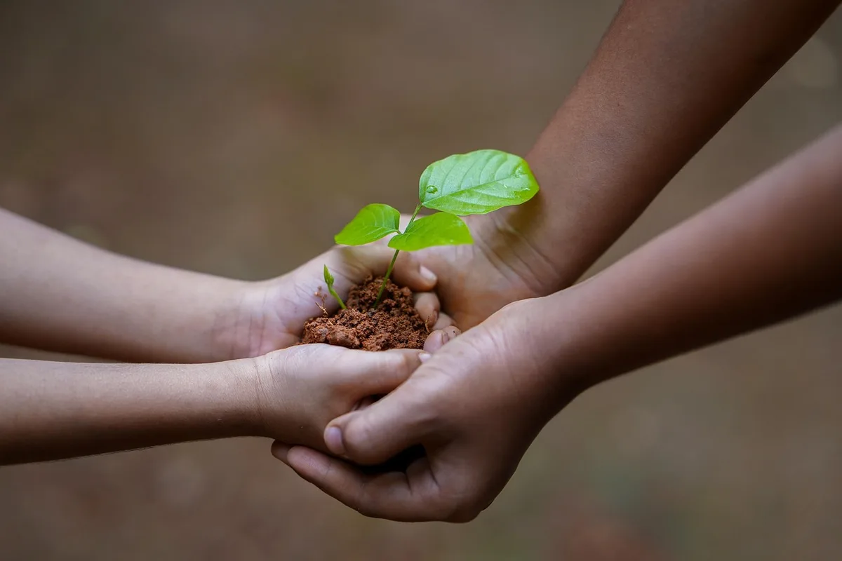 Cloche de protection et grillage fin protégeant de jeunes plants dans un potager en plein jour