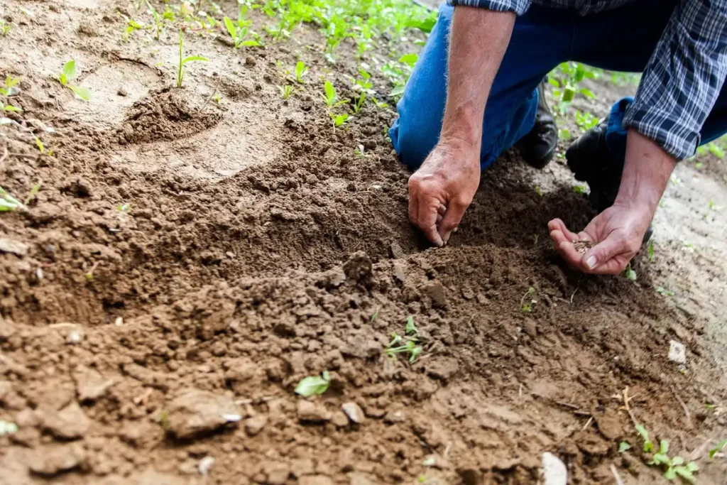 Mains gantées plaçant une cloche de protection sur un jeune plant dans un potager en plein jour