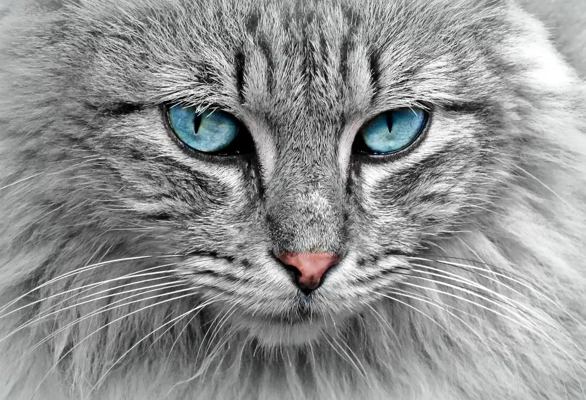 Chat montrant une perte de poils localisée autour du visage