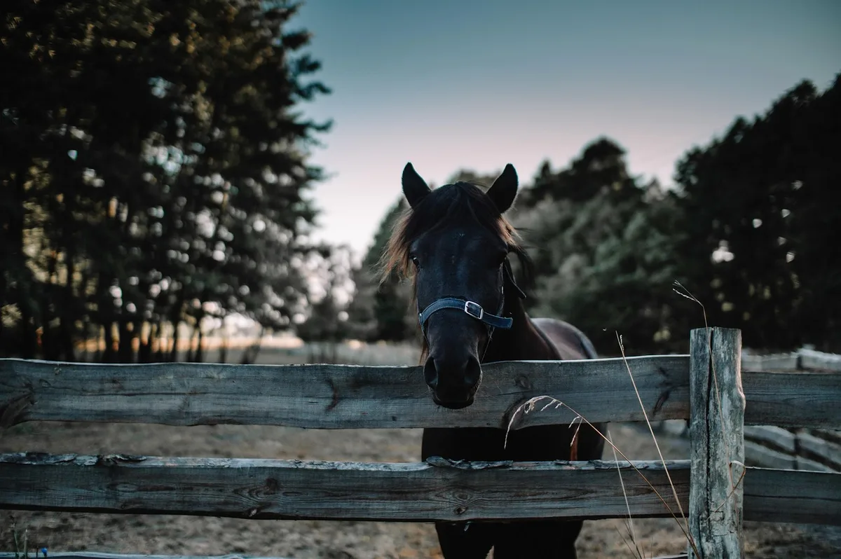 Vue large d'une allée d'écurie en journée avec chevaux aux boxes