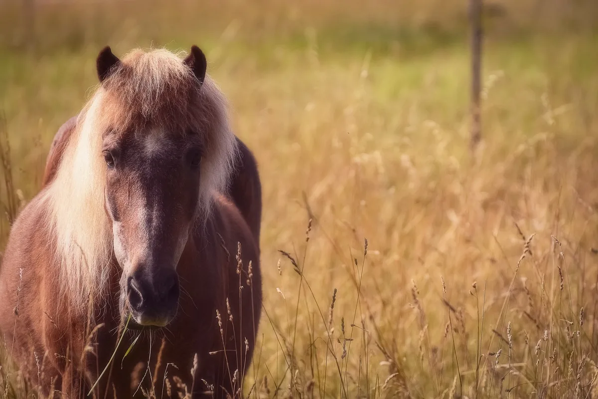 Personne en main marchant à côté d'un cheval dans un paddock en plein jour