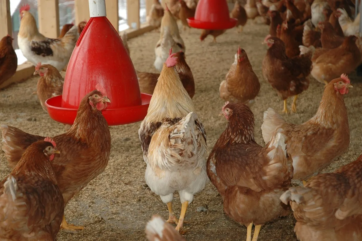 Perchoirs en bois dans un poulailler bien éclairé pour poules