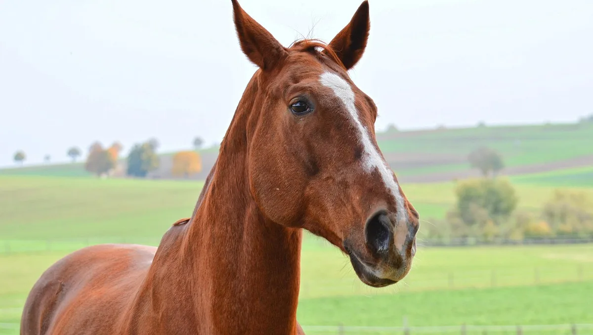 Cheval dans un box, regard tourné vers l'avant qui évoque émotion