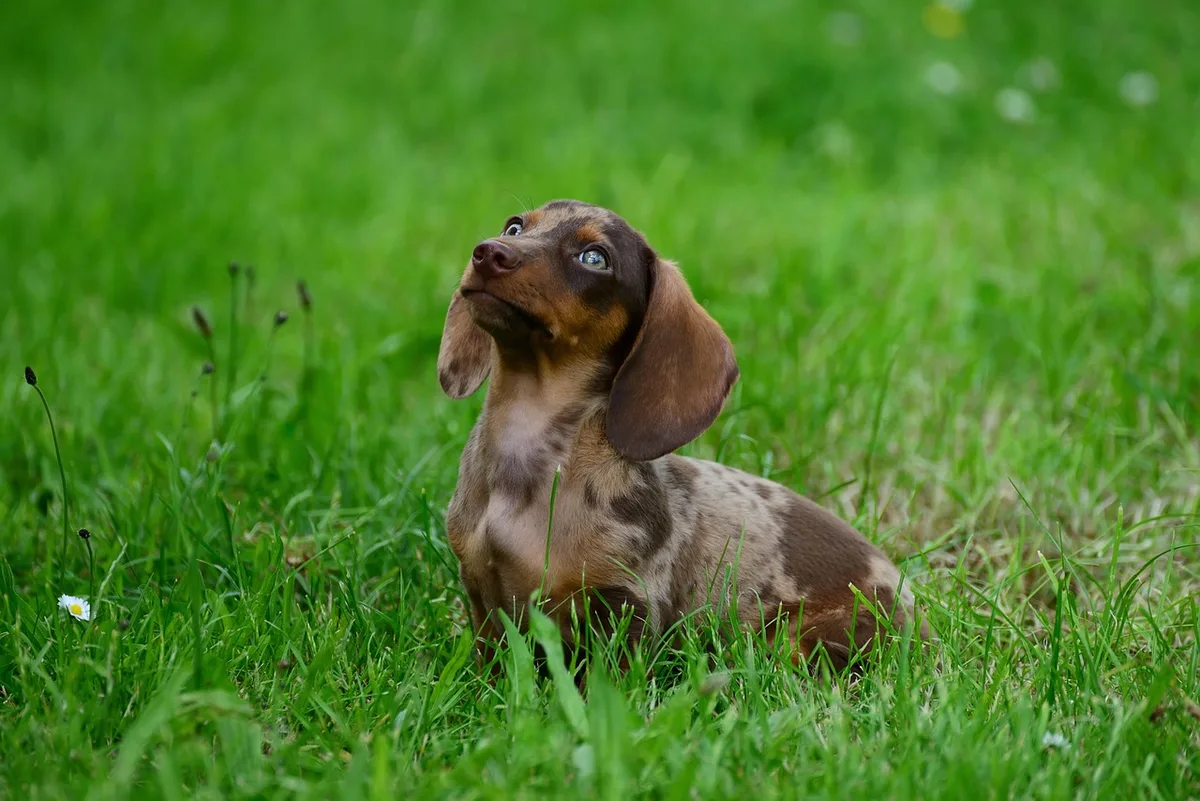 Chiot entrant volontairement dans une cage ouverte pendant une séance d'entraînement