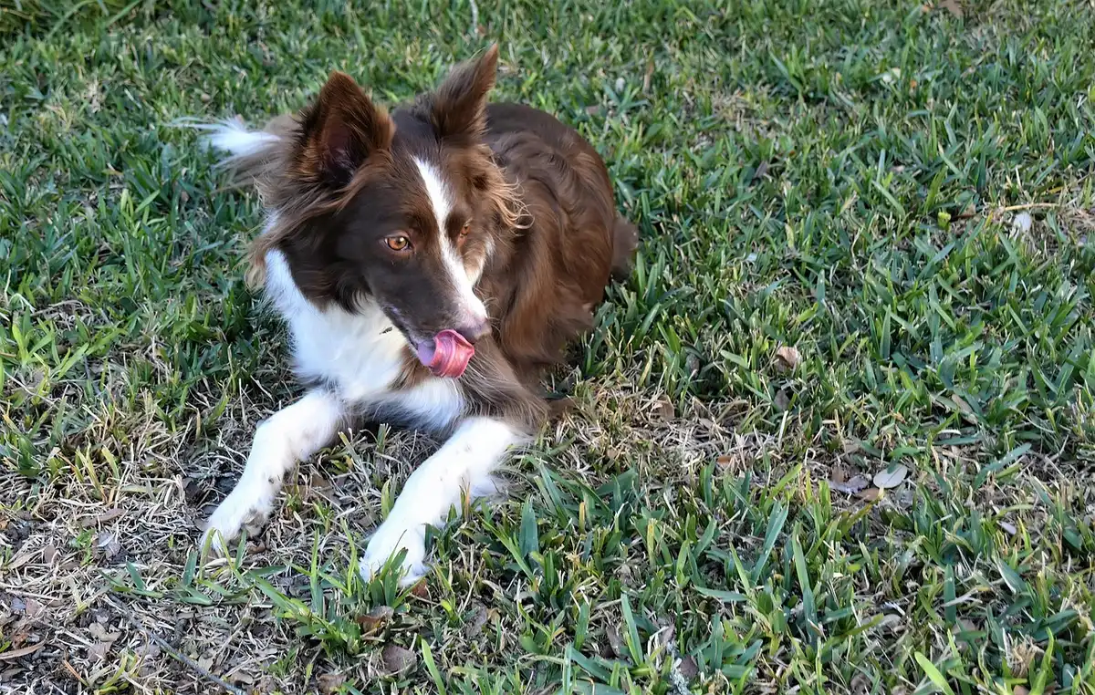 Chien se frottant l'arrière-train sur le sol, signe de gêne anale
