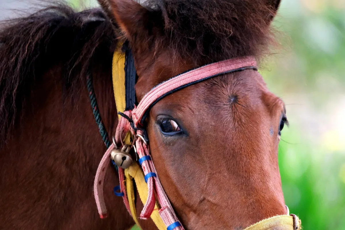 Gros plan d'un cheval avec écoulement nasal