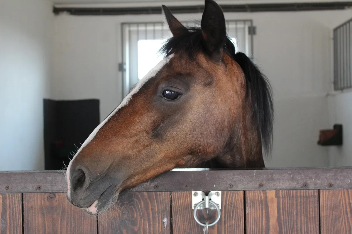 Cheval isolé dans un box propre avec porte fermée