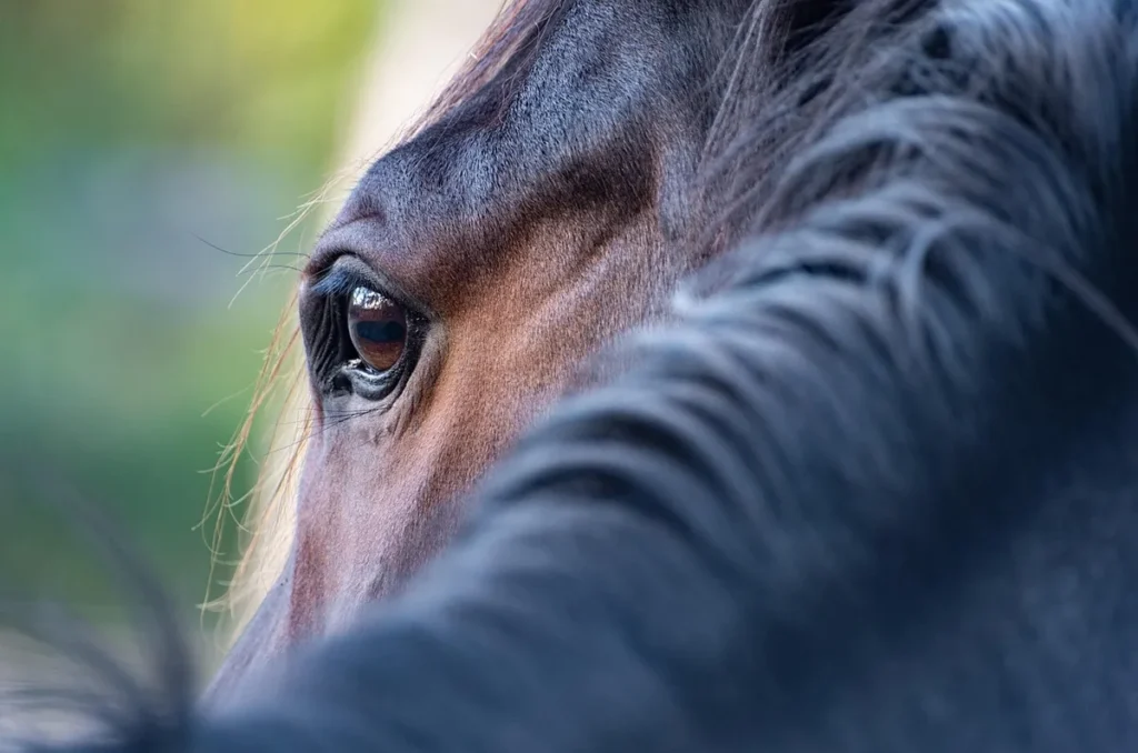 Cheval dans un box en journée avec matériel de soin propre posé sur une table