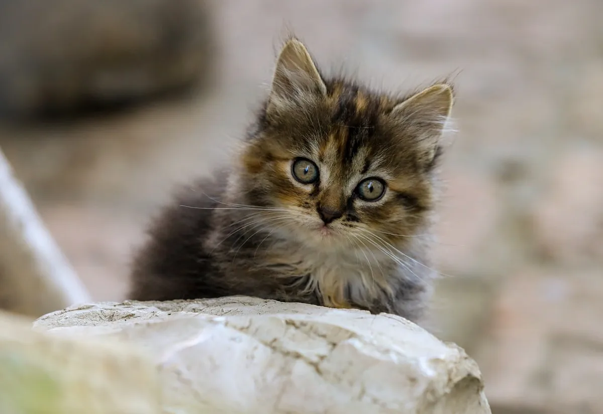 Gros plan sur l'iris d'un chat montrant la variation de pigmentation