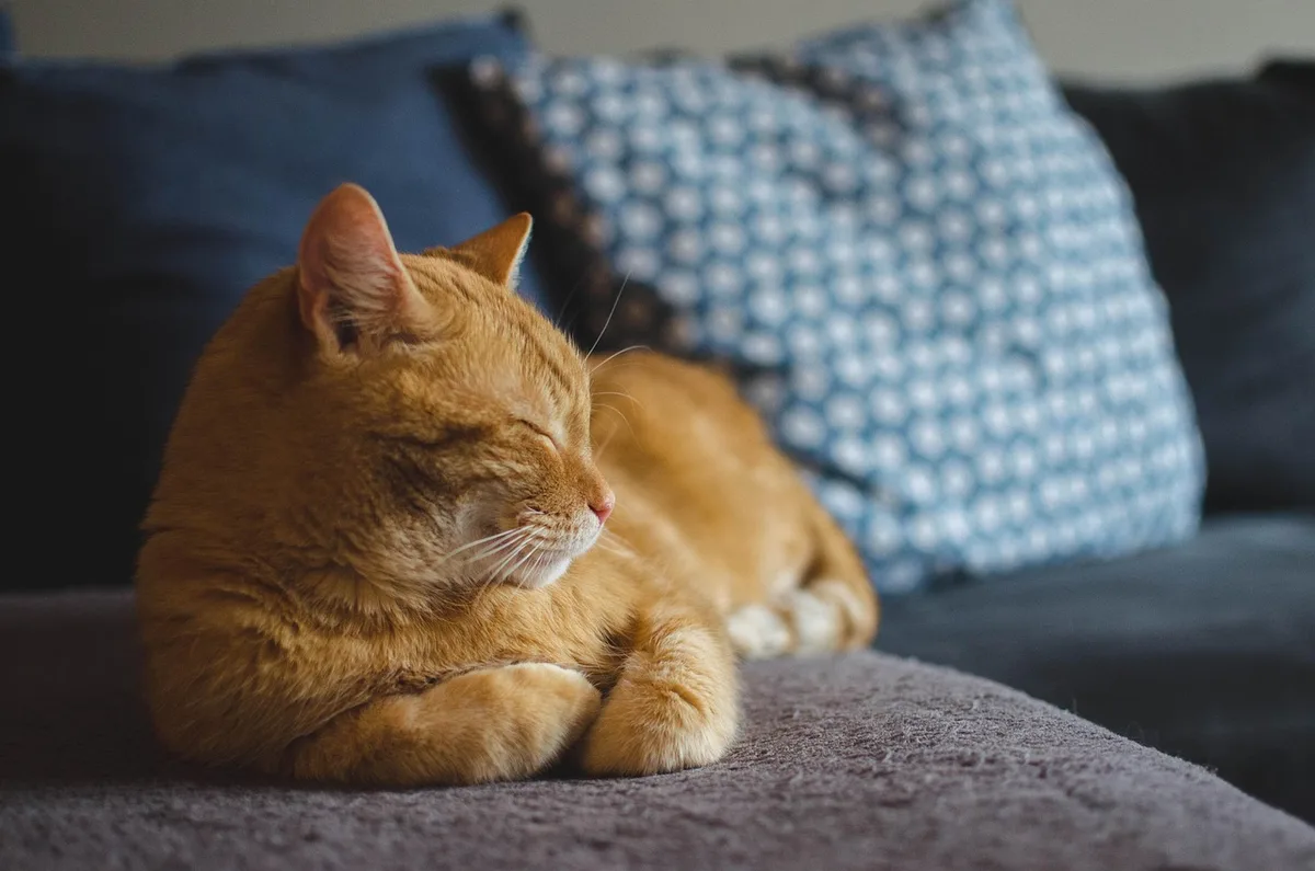 Vétérinaire examinant l'œil d'un chat sur une table de consultation