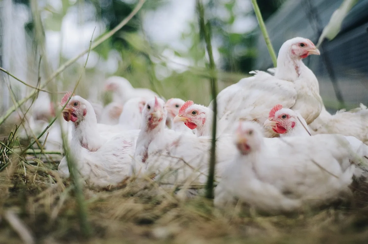 Poules en parcours picorant herbe et insectes