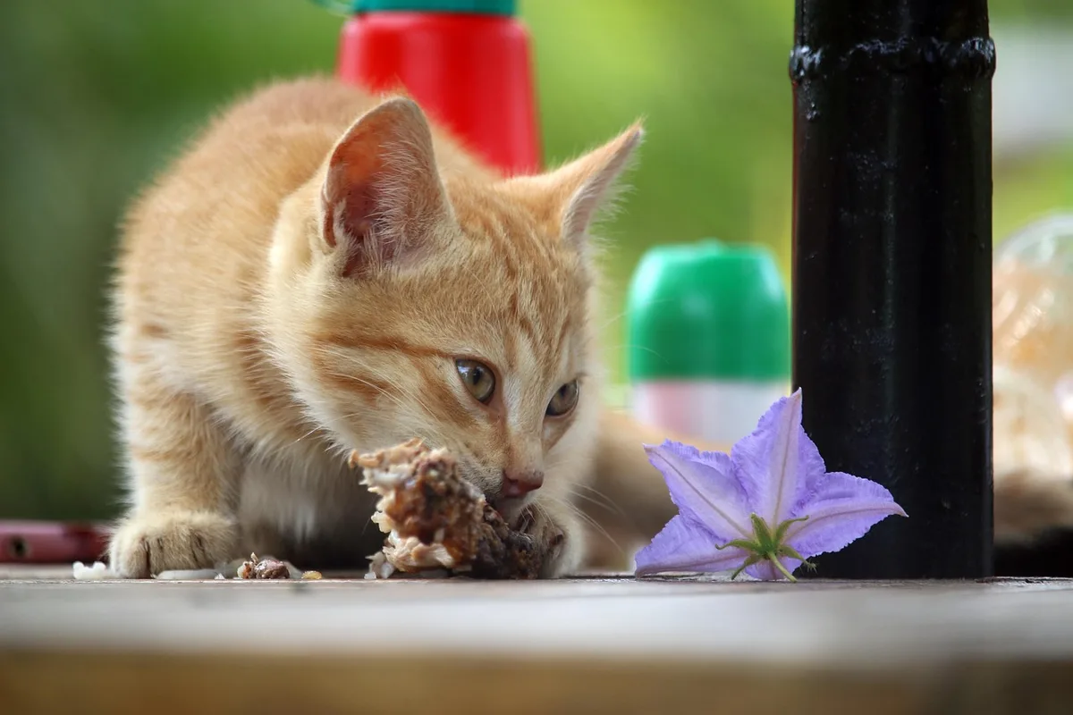 Chat hospitalisé recevant une alimentation par sonde naso-œsophagienne