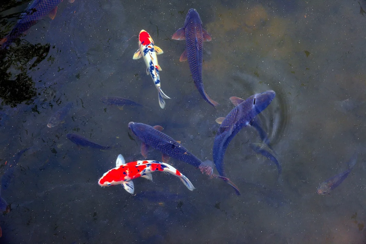 Mains d'éleveur près d'un bassin de carpes koï en intérieur lumineux