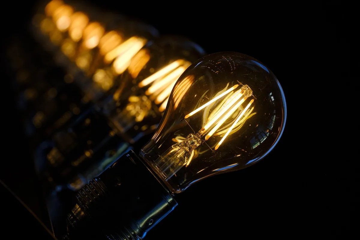 Brooder avec lampe chauffante et poussins groupés sous la source de chaleur