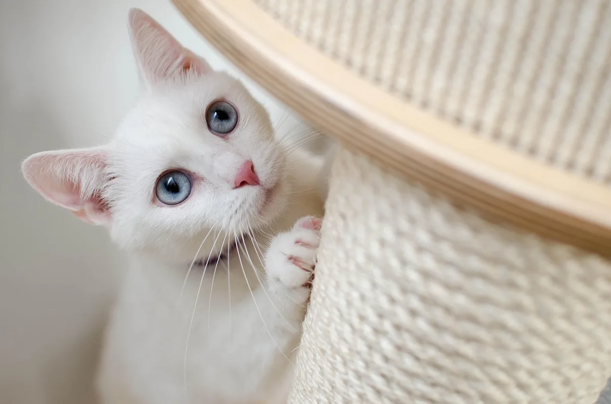 Chatte âgée éveillée montrant un comportement de chaleur moins marqué