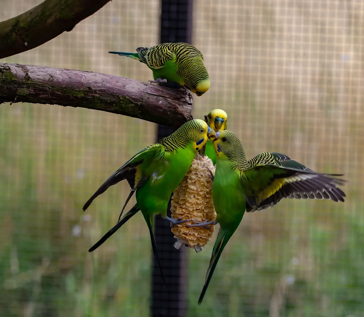 Gros plan sur différentes couleurs de perruches ondulées côte à côte