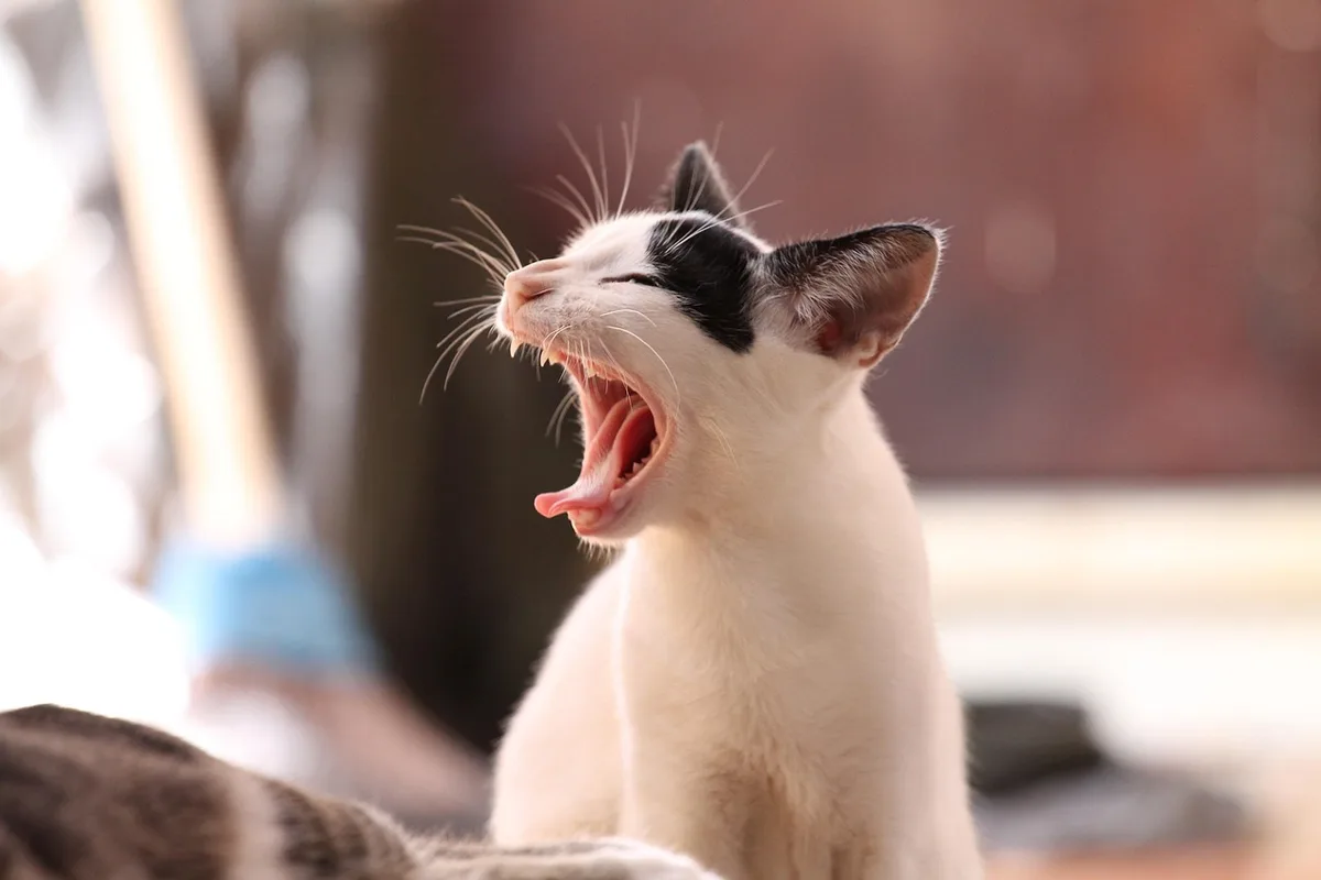 Propriétaire inspectant le pelage d’un chat dans le jardin pour chercher des tiques