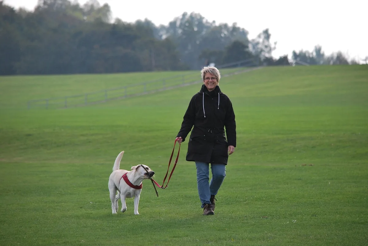 Chien saisissant de la nourriture tandis qu'un propriétaire tend la main