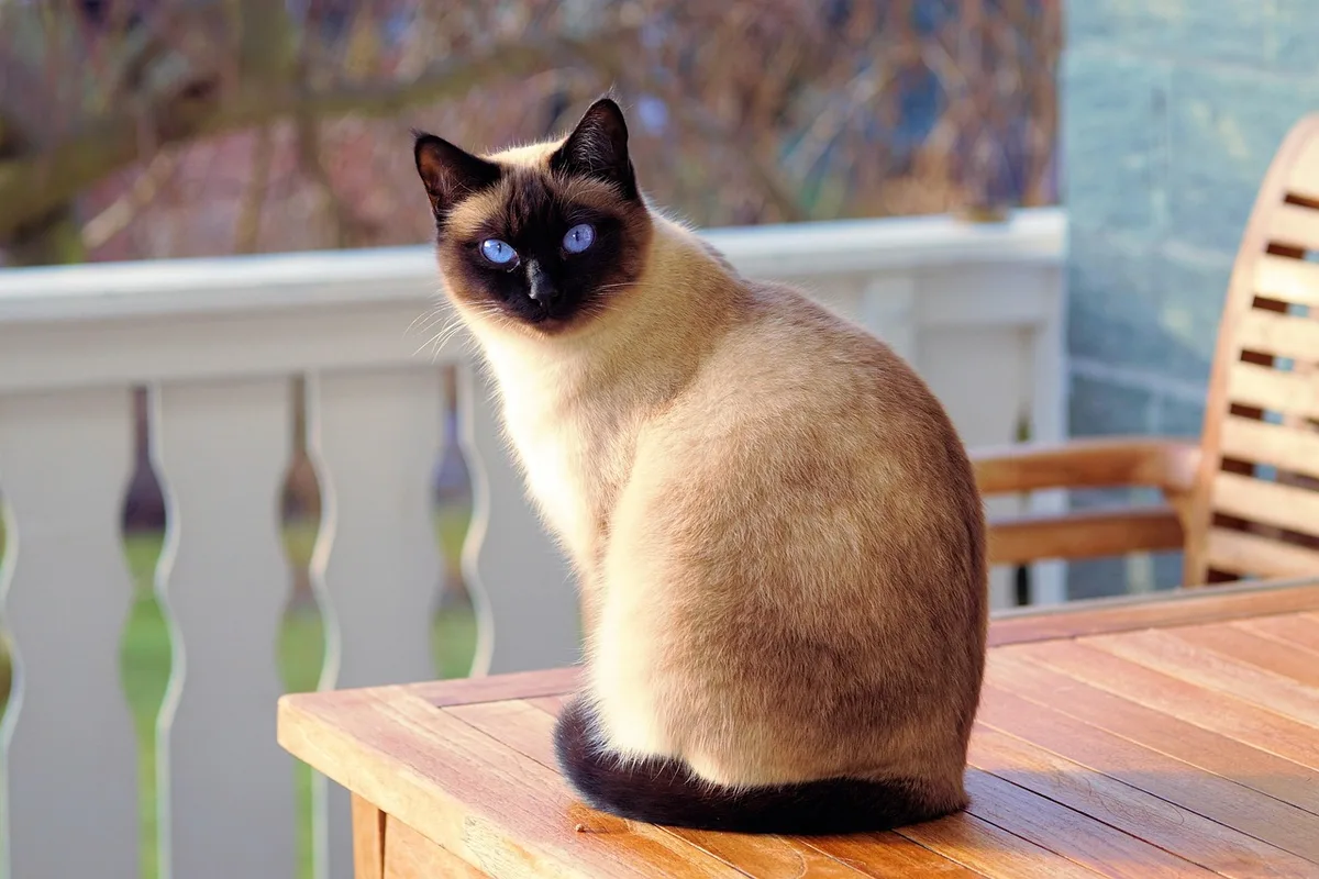 Exemplaire d'un magazine animalier ouvert sur une table