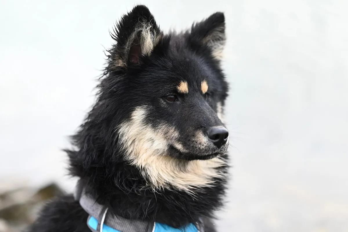 Chien haletant sur un sol carrelé, illustrant la vulnérabilité à la chaleur