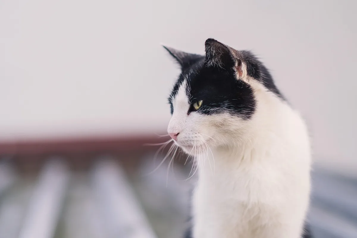 Chat près d'une litière, regardant le bac en journée