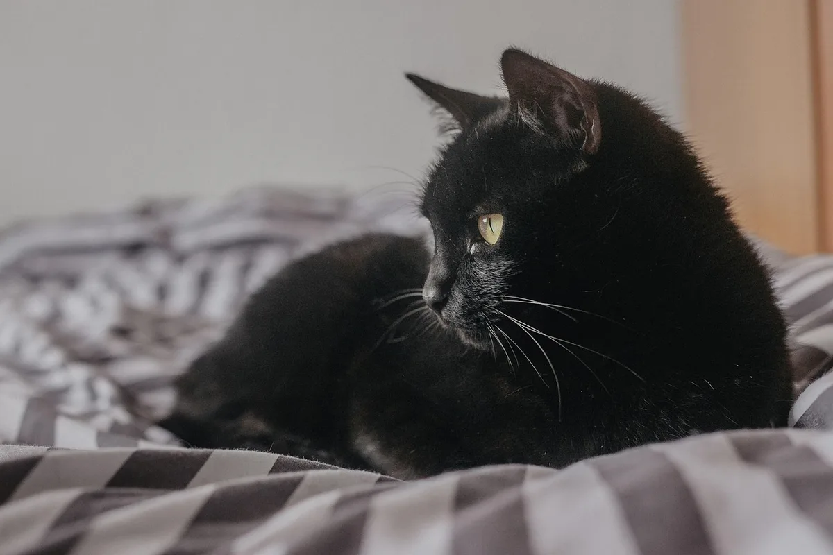 Vétérinaire examinant un chat sur une table dans une clinique lumineuse