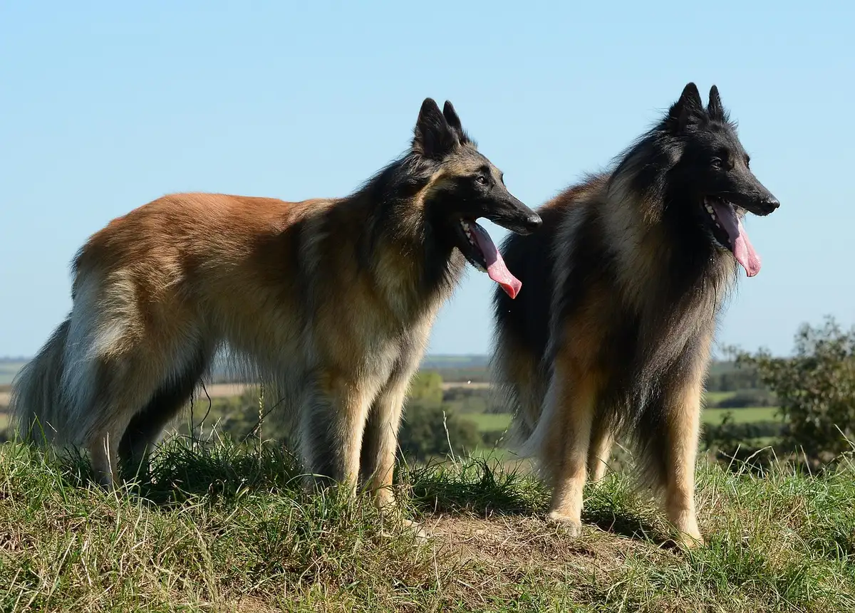 Chien à face courte haletant après un effort léger
