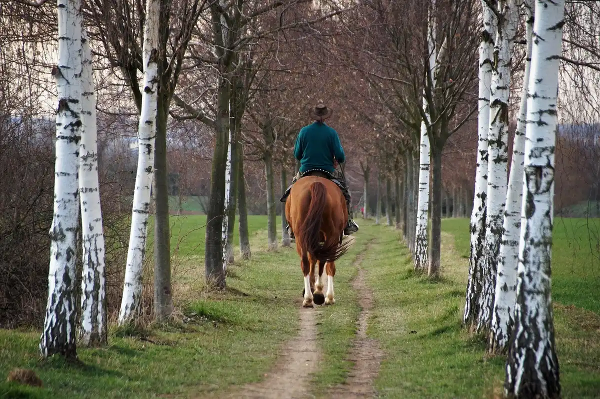 Vue de profil d'un cheval et de son cavalier en carrière montrant le positionnement
