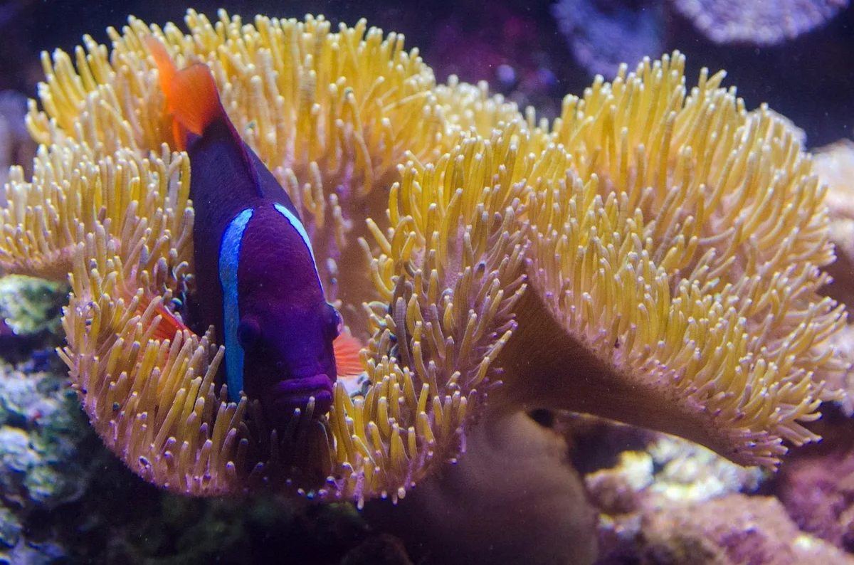 Guppy coloré montrant différences de nageoires et motifs