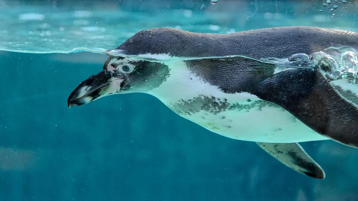 Personne observant un aquarium et prenant une photo à distance