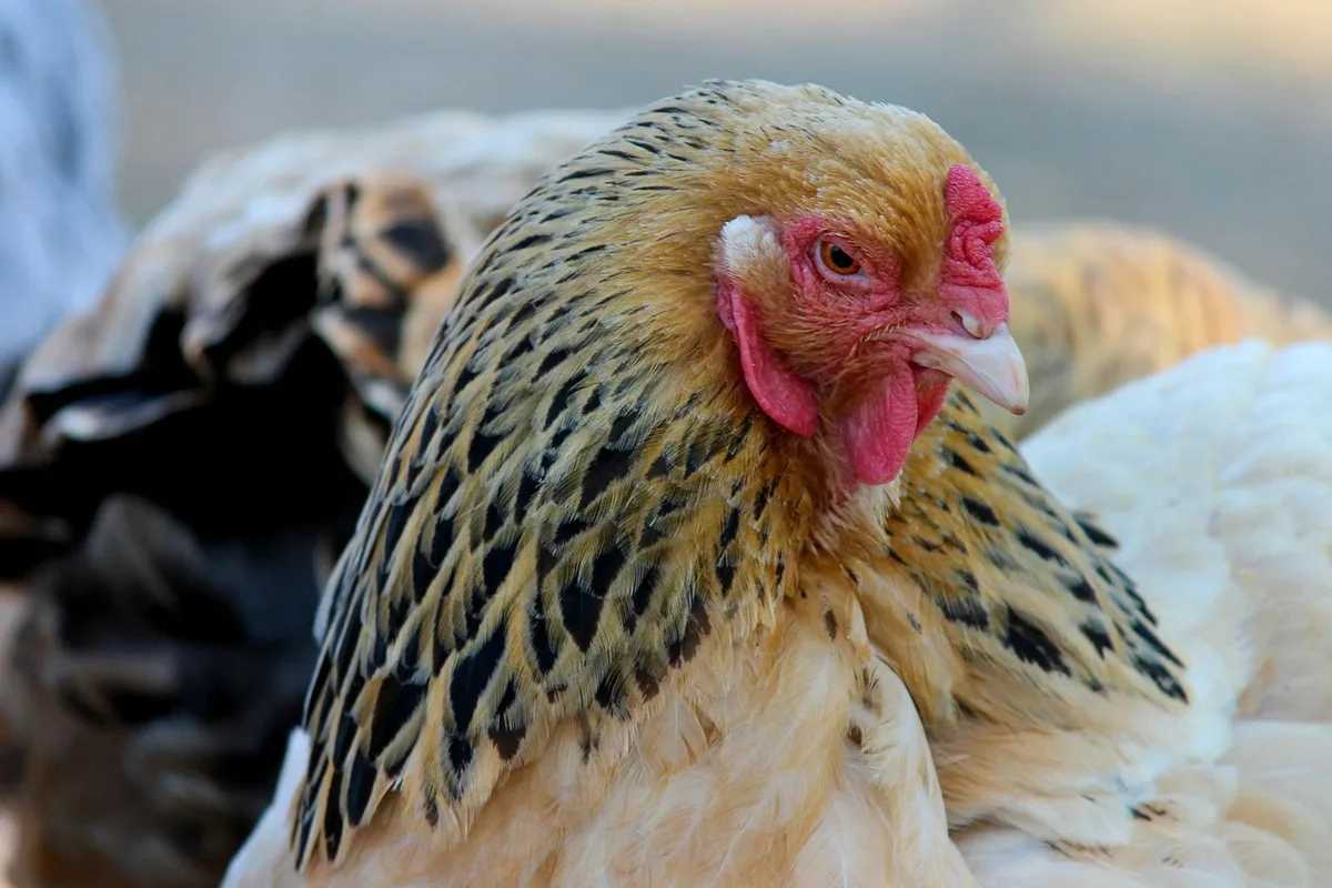 Poules fouillant et picorant dans le poulailler